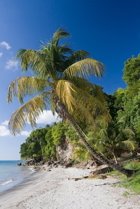 Palm tree beach